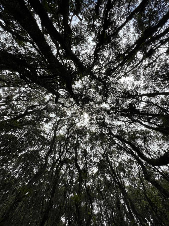 Mirador Bosque Gran Torino Neusa Cogua Ngoại thất bức ảnh